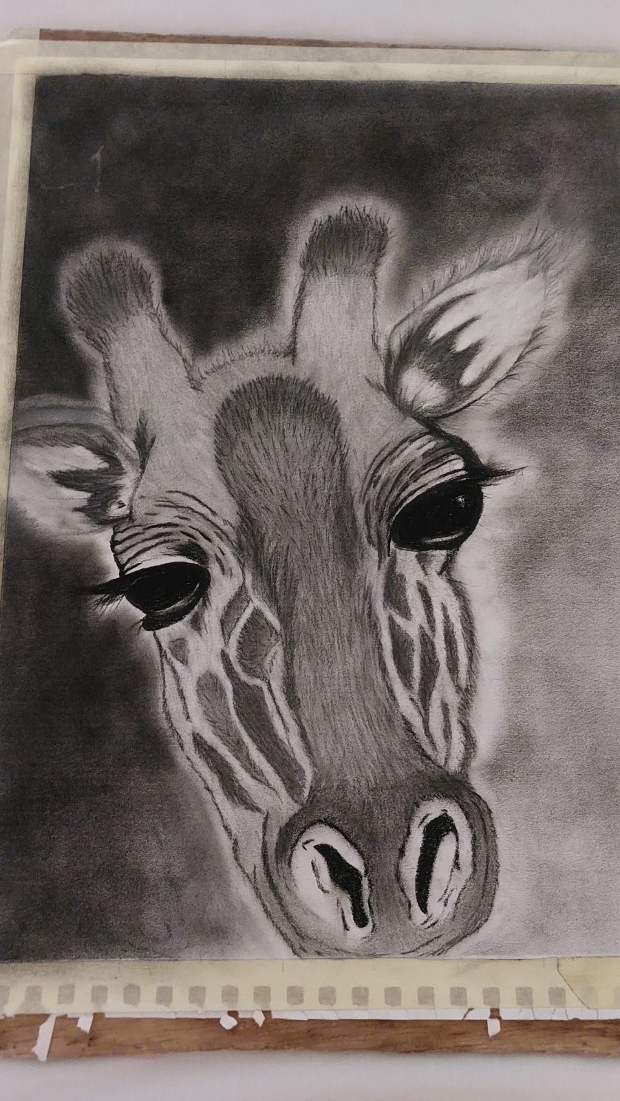 Wildlife Charcoal drawings — by Dieboskindvangod — Art & Collectibles — handmade in South Africa