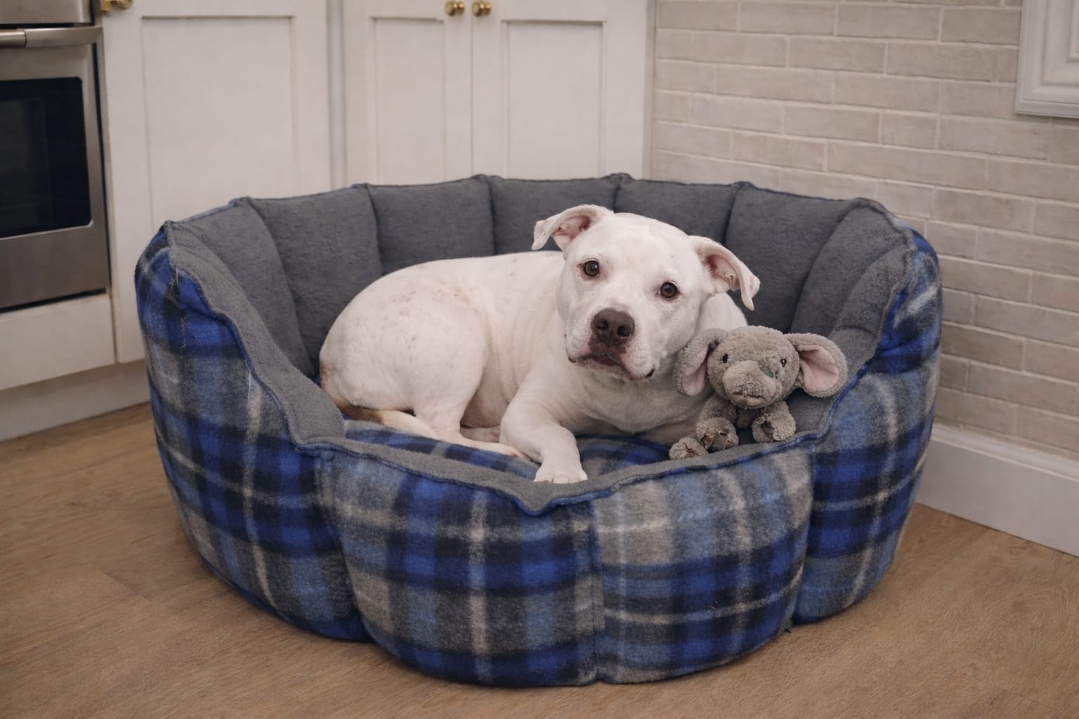 NEW Style Brown Elite Pet Beds [Leather look & Fur] — by FURBRATZ & CO — Pets — handmade in South Africa