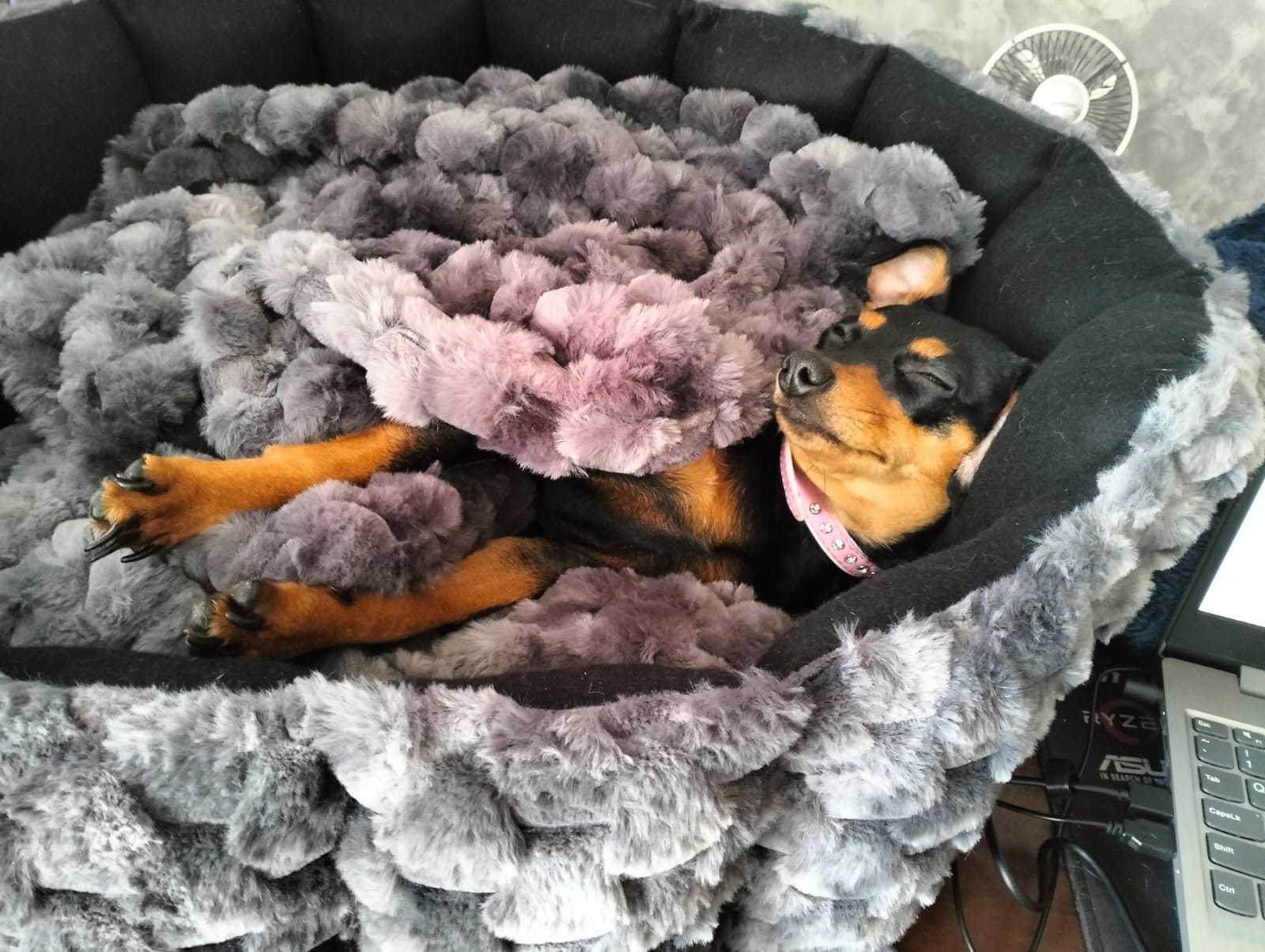 NEW Style Brown Elite Pet Beds [Leather look & Fur] — by FURBRATZ & CO — Pets — handmade in South Africa